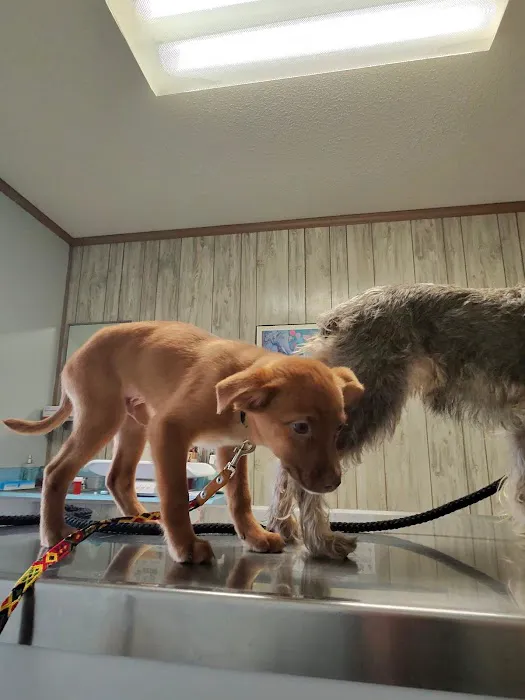 Forest City Animal Hospital 4