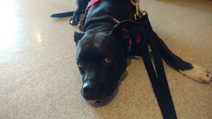 Forest City Animal Hospital 3