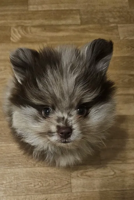 Paws & Purrs Animal Clinic Inc 12