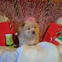 Paws & Purrs Animal Clinic Inc ico