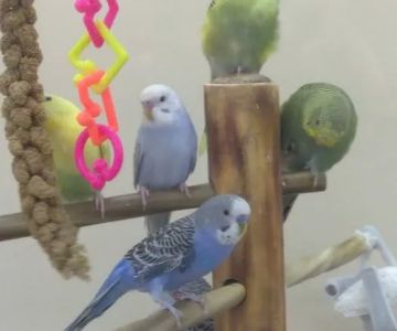 Petco