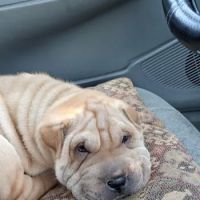 Bell Farm Veterinary Services LLC ico