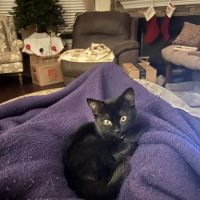 Spartanburg Animal Clinic ico