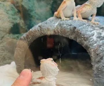 Petco