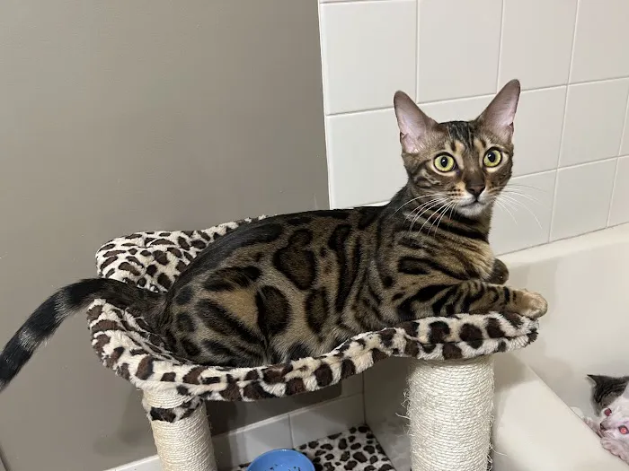 Panthera Leopard Bengals 12