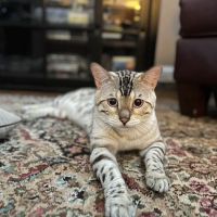 Panthera Leopard Bengals ico