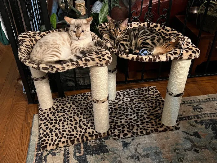 Panthera Leopard Bengals 12