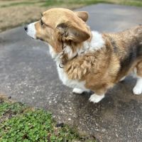 Walnut Grove Animal Clinic ico