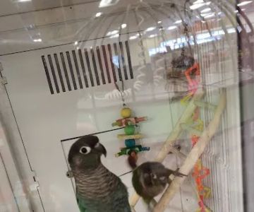 Petco