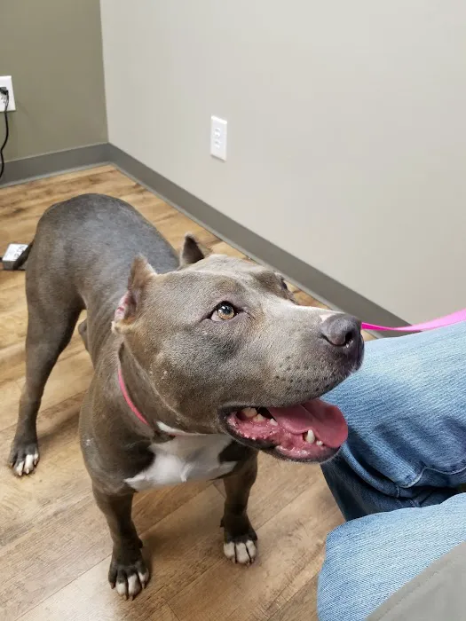 The Pet Hospitals Midtown 12