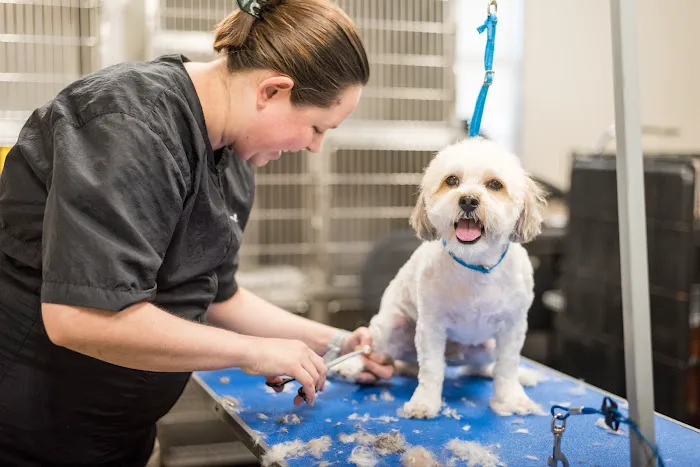 The Pet Hospitals Midtown 12