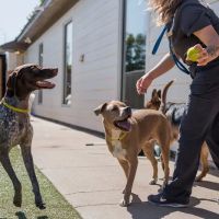 The Pet Hospitals Midtown ico