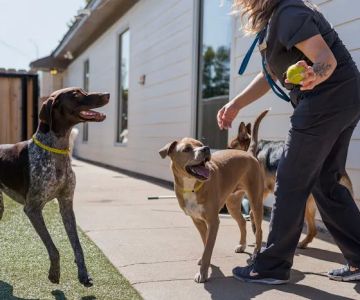 The Pet Hospitals Midtown