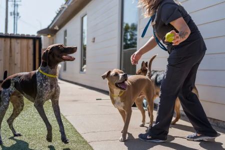The Pet Hospitals Midtown