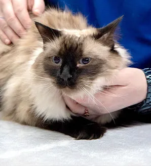 Animal Emergency Center 6