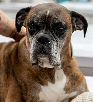 Animal Emergency Center 4