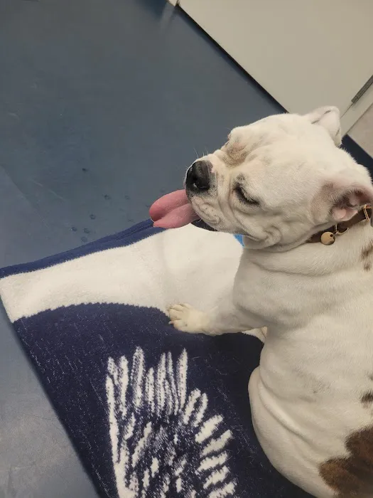 Animal Emergency Center 10