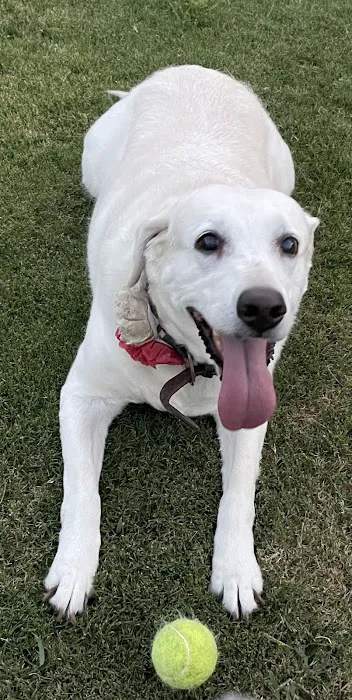 Animal Emergency Center 9