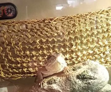 Ramsdell's Reptile Room LLC