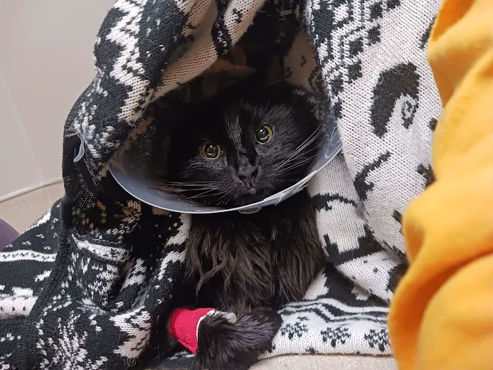 Cloverleaf Animal Clinic 12