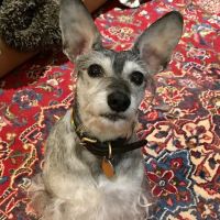 Cloverleaf Animal Clinic ico