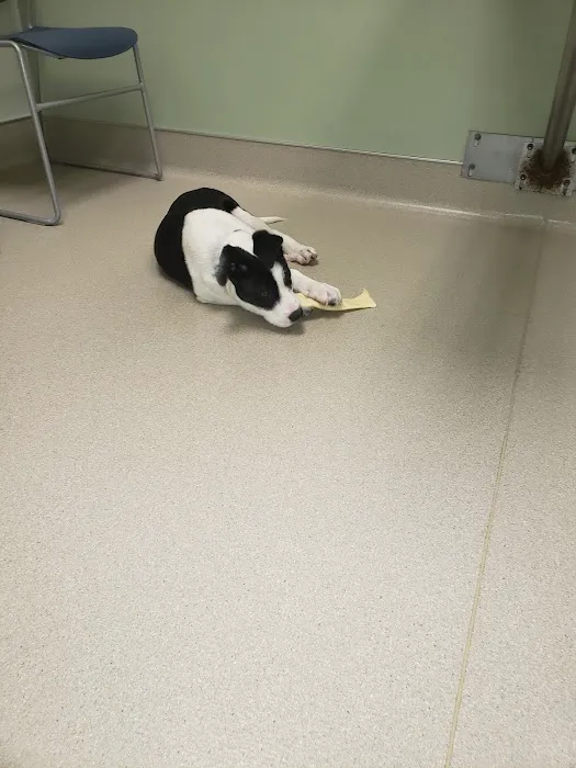 Cloverleaf Animal Clinic 12