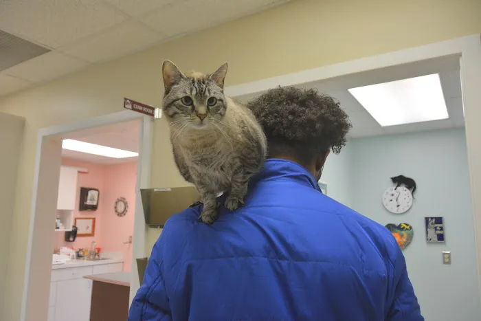 Memphis Animal Clinic 12