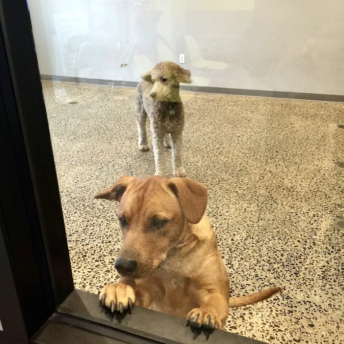 Central Animal Hospital 12