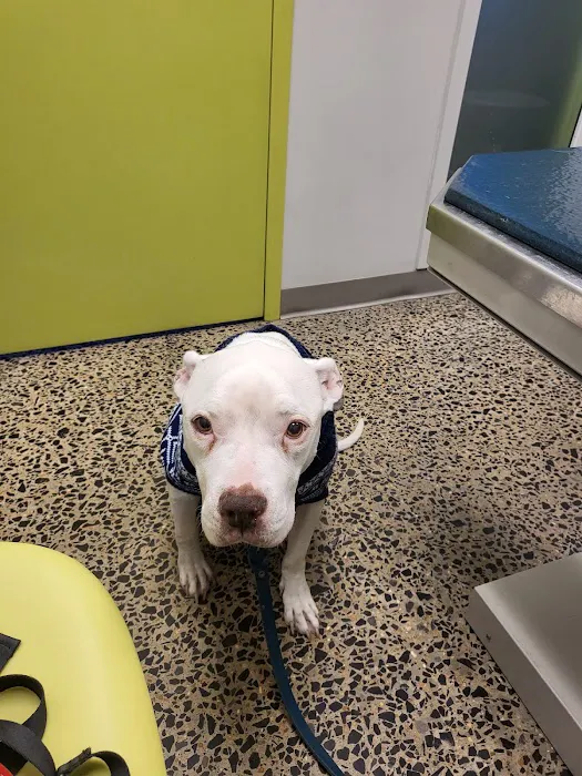 Central Animal Hospital 12