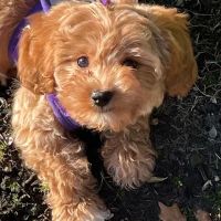 Central Animal Hospital ico