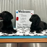 Valley Veterinary Clinic ico