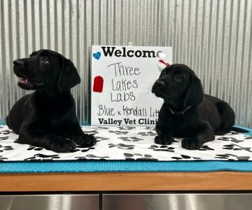 Valley Veterinary Clinic