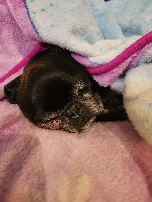 Magnolia Small Animal Hospital 12