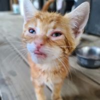 Magnolia Small Animal Hospital ico
