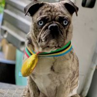 Animal Care Center ico