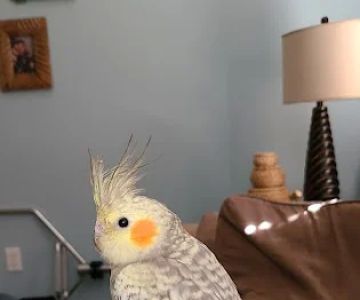 Pet Supermarket