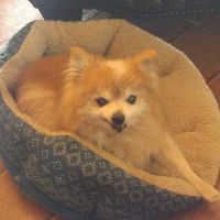 Walking On the Moon Animal Hospital ico