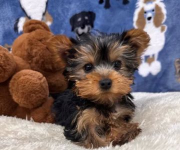 Superstar Puppies For Sale Raleigh