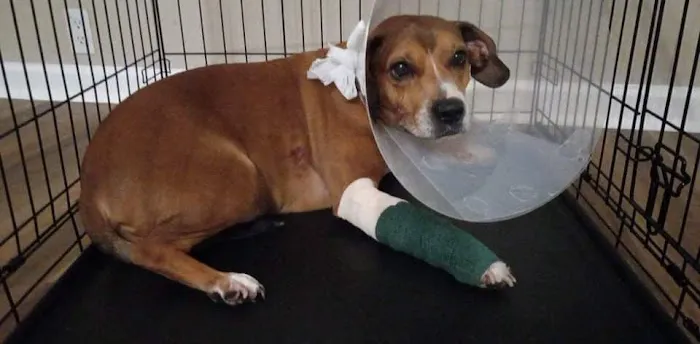 Burke County Animal Hospital 12