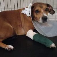 Burke County Animal Hospital ico