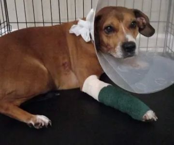 Burke County Animal Hospital