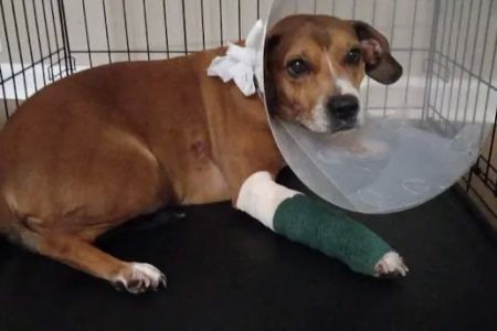 Burke County Animal Hospital
