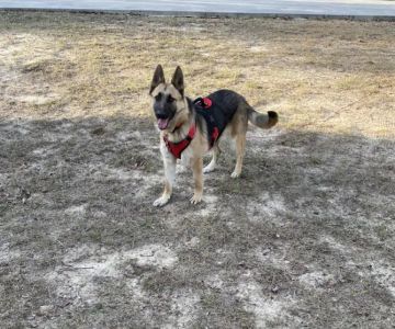 Ogeechee Veterinary Associates PC