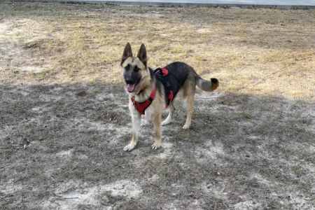 Ogeechee Veterinary Associates PC