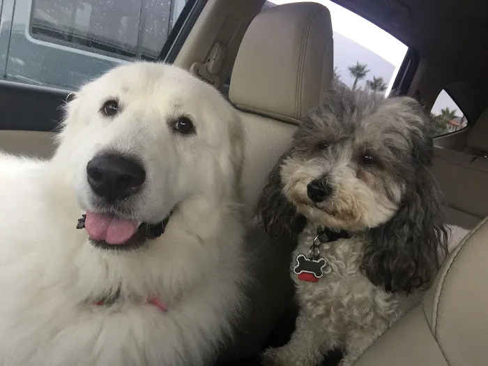 La Costa Animal Hospital 12