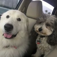 La Costa Animal Hospital ico