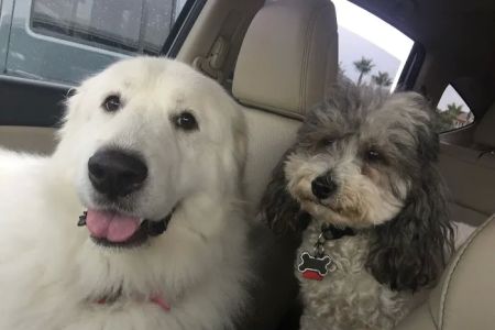 La Costa Animal Hospital