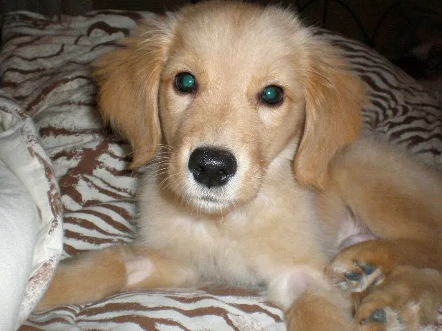 La Costa Animal Hospital 12
