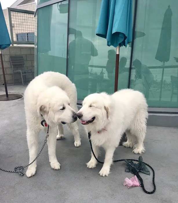 La Costa Animal Hospital 12