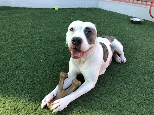 La Costa Animal Hospital 12